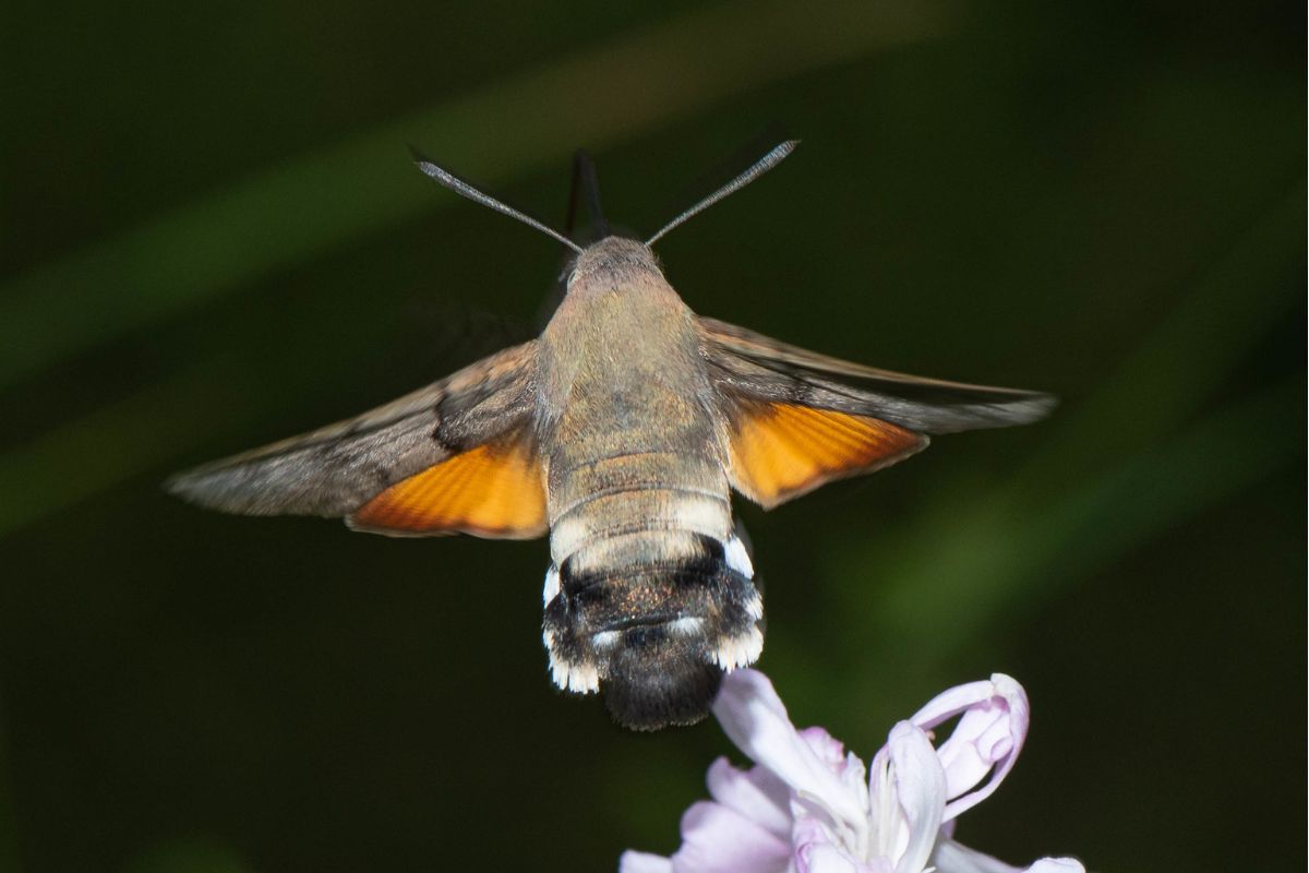 Taubenschwänzchen (Macroglossum stellatarum), (c) Ulrich Sach/NABU-naturgucker.de