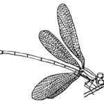 Zeichnung Libelle, (c) monstreh/Pixabay.com