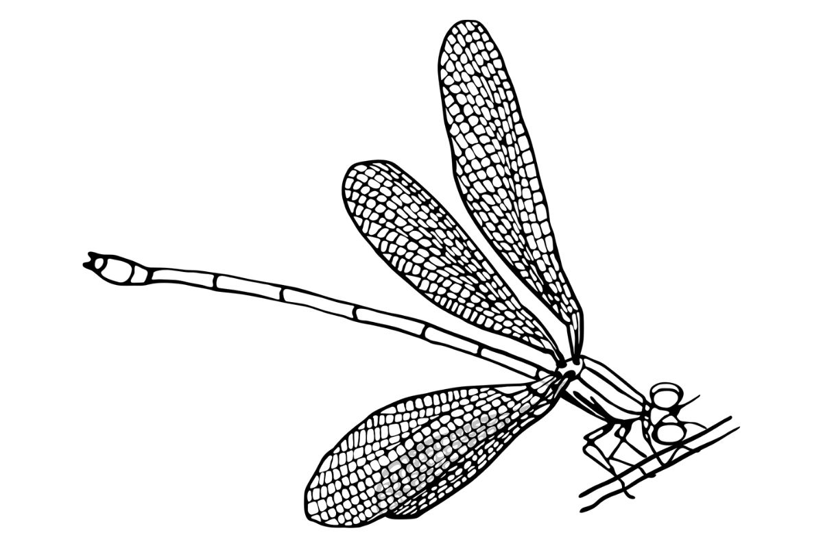 Zeichnung Libelle, (c) monstreh/Pixabay.com