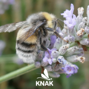 Helle Erdhummel (Bombus Iucorum)