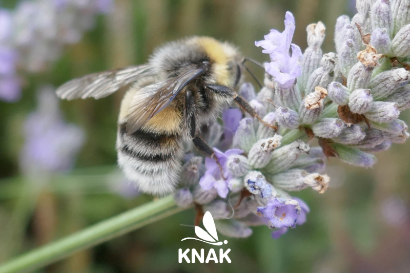 Helle Erdhummel (Bombus Iucorum)